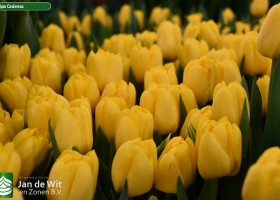 Tulipa Cadenza ® (2)